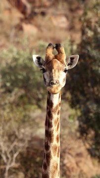 Giraffe calmly ruminates and swallows its cud in a vertical safari portrait