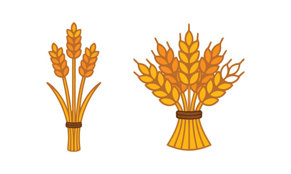 Two hand drawn wheat sheaves isolated on white background for seasonal thanksgiving harvest festival and autumn celebration design