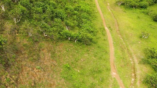 Beautiful tea garden with hilly path at khadimnagar, sylhet - aerial high angle shot.