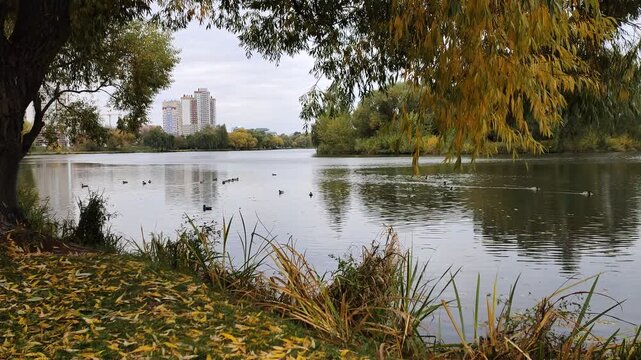 Large willow trees grow on the shore of the lake, their branches lean over the calm water. Behind them, city buildings and trees with yellowed leaves are visible. Ducks swim on the water Cloudy autumn