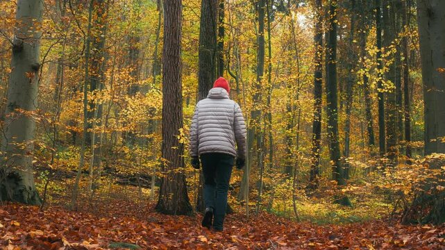 Hiker walking uphill in a scenic forest in fall. Following shot on a path covered with autumn leaves, slow motion.
