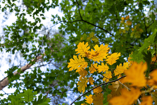 Golden yellow oak leaves stand out against the green canopy, showing autumn's arrival and the beauty of changing seasons in a natural forest environment