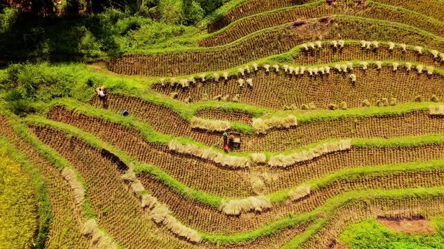 armers manually threshing freshly cut stalks to separate rice from straw on the curved terraced fields of Ban Khoang, Lao Cai, Vietnam. Aerial birds eye pedestal zoom view.