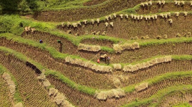 armers manually threshing freshly cut stalks to separate rice from straw on the curved terraced fields of Ban Khoang, Lao Cai, Vietnam. Static aerial birds eye view.