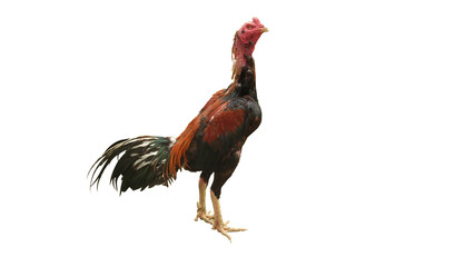 A rooster stands isolated against a transparent background, showcasing colorful plumage and a distinctive upright posture. © Rina