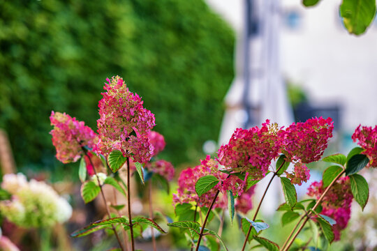 Beautiful pink panicle hydrangea flowers blooming in an autumn garden with a lush green blurred background.
