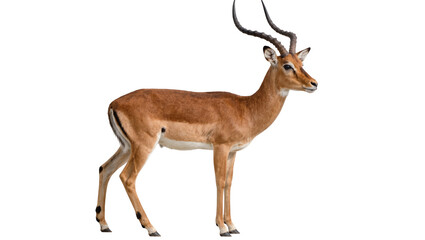 Majestic male impala antelope with curved horns, isolated on transparent background © Claudia