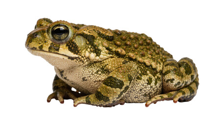 Fototapeta premium Green and brown warty toad with large eyes, isolated on transparent background