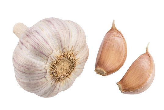 Fresh Garlic Bulb and Two Cloves Isolated on Dark Backdrop