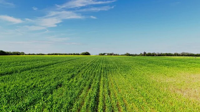 Vibrant countryside panorama featuring a green pasture bordered by flowering rapeseed crops beneath a bright summer sky