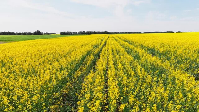 Ground-level agricultural view showing field tire tracks bordering green and blooming yellow crops under an open summer sky