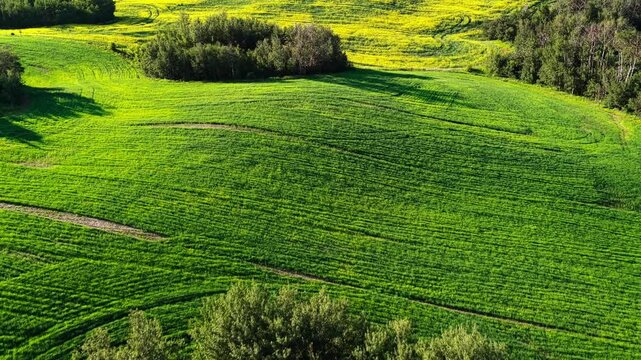 High-angle drone shot showing curved tractor tracks sweeping around a lush green bush island in an Alberta farm field during summer