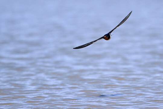 Barn Swallow // Rauchschwalbe (Hirundo rustica)