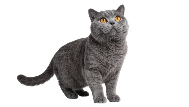 Plush grey British Shorthair cat with bright orange eyes, isolated on transparent background