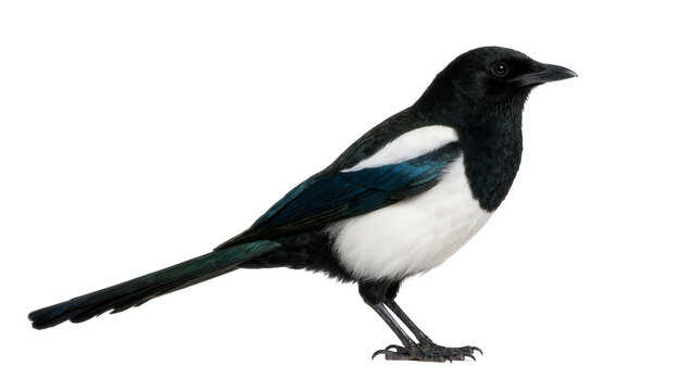 Black and white magpie bird with iridescent blue wing feathers, isolated on transparent background