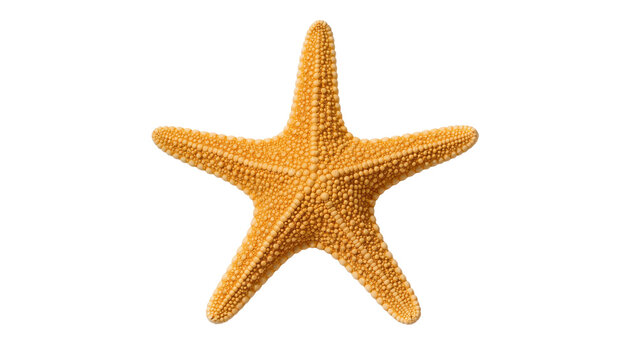 Orange starfish with five arms textured surface, isolated on transparent background