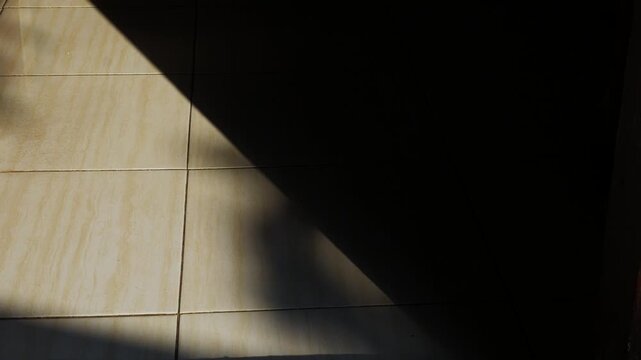 Calico Cat Walking Through Sunlight and Shadow on a Tile Floor