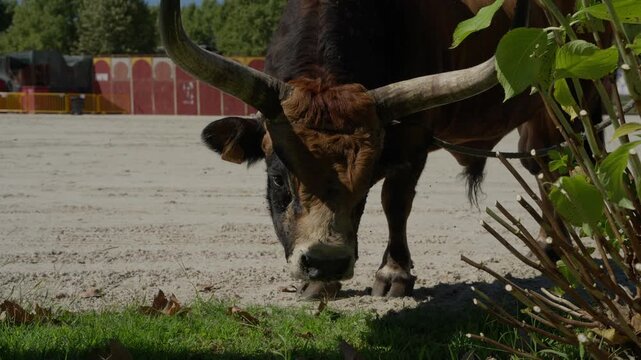 Long horned Barrosa ox lowers its head to the grass at the edge of the sand arena during the Feiras Novas livestock fair in Ponte de Lima, Minho, northern Portugal