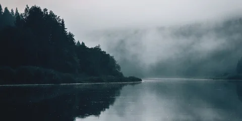 A forest in a misty landscape in the early morning © Anna