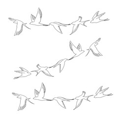 Obraz premium vector illustration of a set of birds