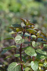 Obraz premium Bergamot mint leaves - Latin name - Mentha piperita f. citrata Bergamotto