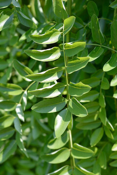 Weeping Japanese pagoda tree leaves - Latin name - Sophora japonica pendula