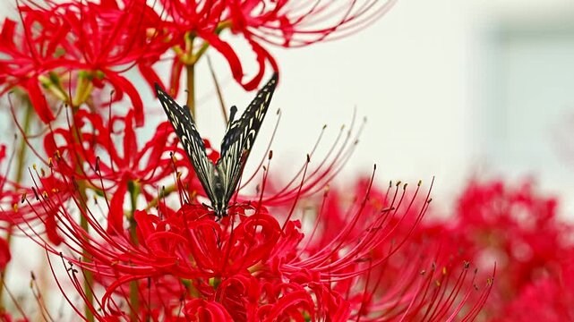 Japanese swallowtail butterfly sipping nectar from red spider lily (Lycoris radiata)