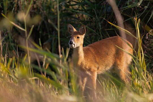 Adult Chinese Water Deer in natural environment