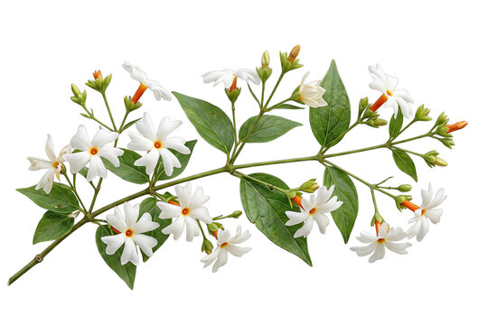 Blooming Night Flowering Jasmine Branch with Green Leaves, Shiuli or Parijat Flowers Isolated on Transparent Background