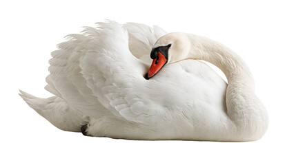 Elegant white mute swan with orange beak preening its soft feathers © Rufus