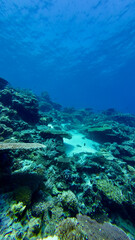 A vibrant coral reef underwater under clear blue water. Sunlight filters through the ocean surface above the diverse coral formations and sandy seabed. © Houston