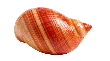 Orange and white striped spiral sea snail shell © Rufus