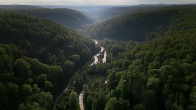 Aerial view of a winding river and road through a lush, sun-dappled forest.