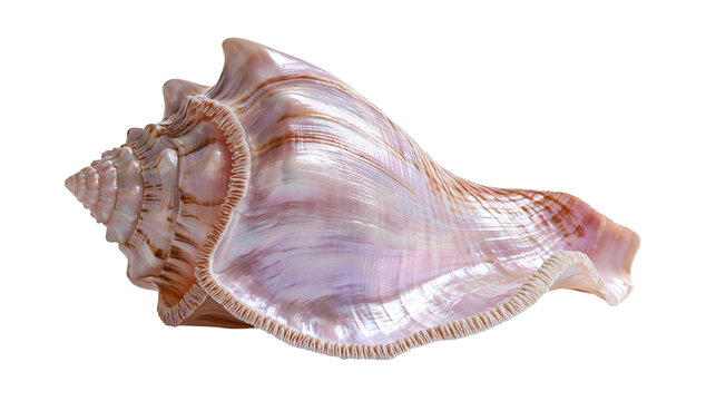 Large pink and brown striped conch seashell with spiral texture