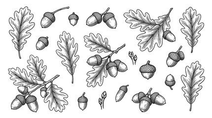 Oak nut and leaf drawing illustration Line Art - Stock Image © Out of the Box