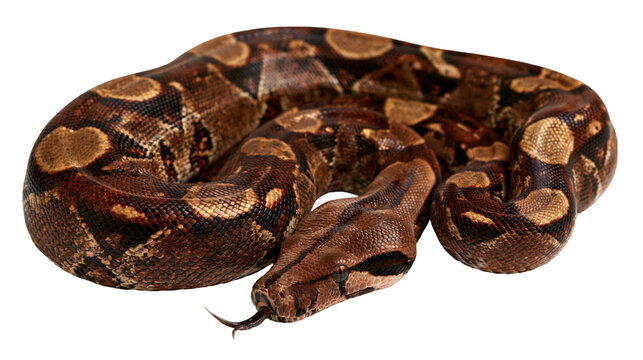 Coiled brown boa constrictor snake with patterned scales and extended forked tongue