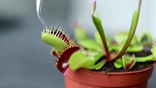 Green Venus flytrap plant captures insect with its snapping jaws, showcasing the predatory action in a close-up view of the pot and surrounding foliage