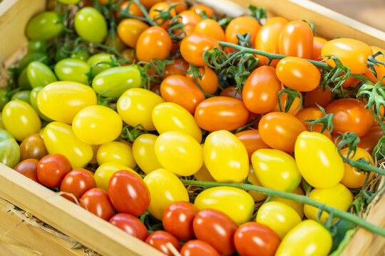 Fresh Colorful premium cherry tomatoes in red, yellow, orange and green tones filling the frame, fresh organic produce concept for healthy eating, vegan diet and farm to table food on wooden table.