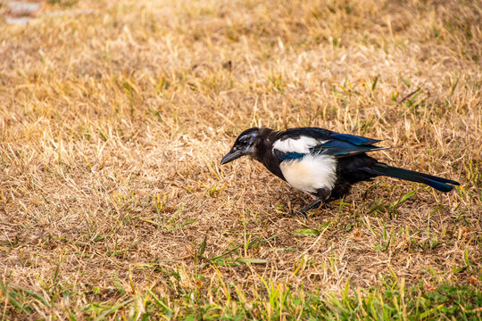 Pica pica pertenece a la familia de Corvidae.