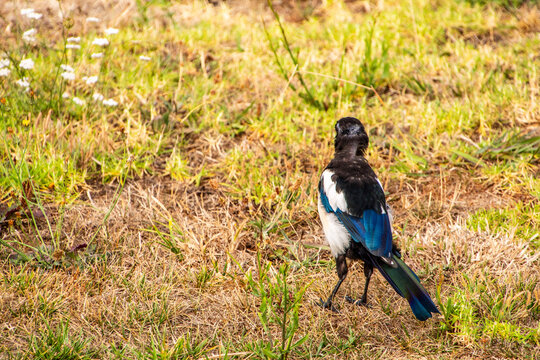 Pica pica pertenece a la familia de Corvidae.