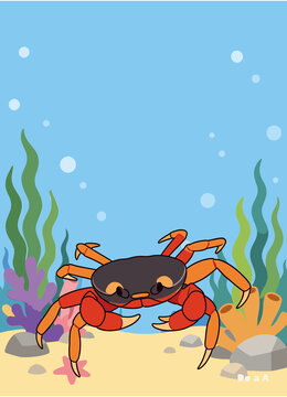 red crab on the beach