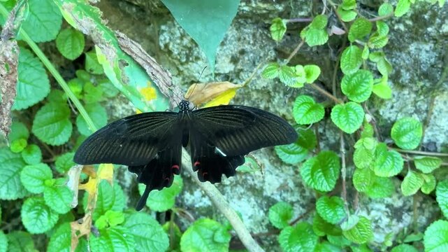 Colorful Butterflies Flying Freely in a Special Enclosure, Touchable Butterflies for Visitors, Beautiful Insects on Flowers and Fruits, Slow-Motion 4K Footage, Vibrant Wildlife Close-Up