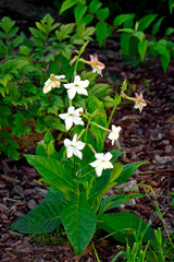 Tytoń oskrzydlony, tytoń perski (Nicotiana alata), kwkitnacy tytoń, białe kwiaty tytoniu ozdobnego na tle rabaty, flowers of tobacco Nicotiana in the garden, White flowers Nicotiana alata © kateej