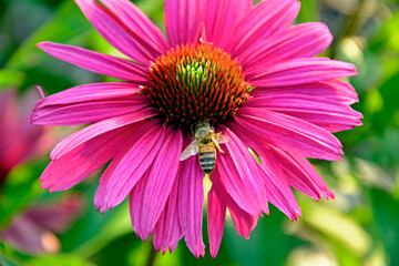 pszczoła na różowym kwiecie jeżówki purpurowej, Echinacea purpurea, purple coneflower, hedgehog coneflower, eastern purple coneflower, blooming coneflower, a bee on a pink purple coneflower blossom, © kateej
