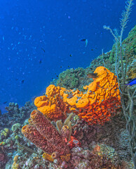 Caribbean coral garden, underwater Bonaire © John Anderson