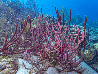 Caribbean coral garden, underwater Bonaire © John Anderson