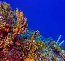 Caribbean coral garden, underwater Bonaire © John Anderson