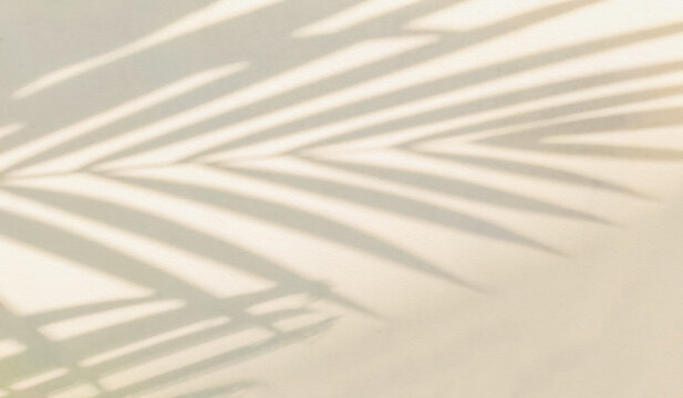 Gray beige shadow of natural palm leaf abstract background falling on white concrete wall texture for background and wallpaper. Tropical palm leaves foliage shadow overlay effect, mockup and design