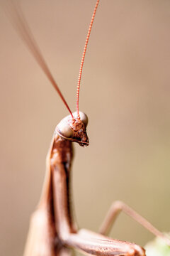 Portrait of praying mantis head extreme close-up