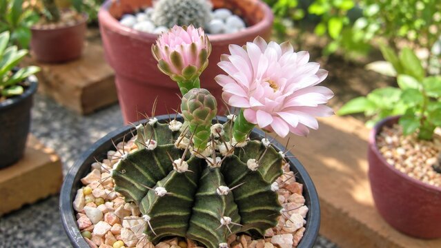 Potted Cactus with a Pale Pink Flower and Buds in a Sunlit Garden